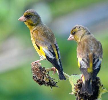 笼鸟的营养需求 对动物蛋白维生素的需求