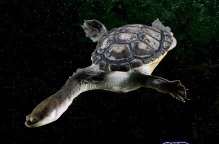 长颈龟能长多大 蛇颈龟人工饲养的更大