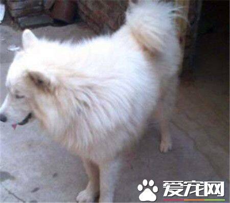 成年萨摩耶犬吃什么 不建议给吃狗粮