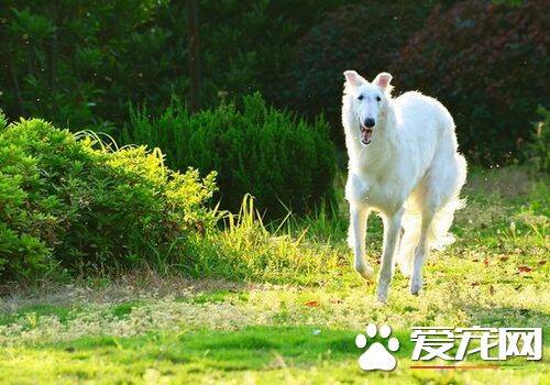 苏俄猎狼犬怎么样 对孩子不是很有耐心