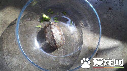 乌龟最喜欢吃什么 小乌龟应该怎么养