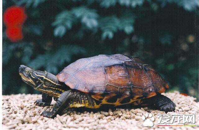 中华花龟怎么分公母 雄龟较小背甲色较黑
