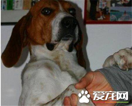 哈利犬是大型犬吗 哈利犬是一种中型猎犬