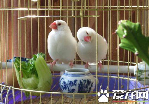 室内养鸟好不好 为什么室内养鸟有害健康