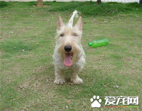 苏格兰梗犬的平均寿命 平均寿命为10到14年