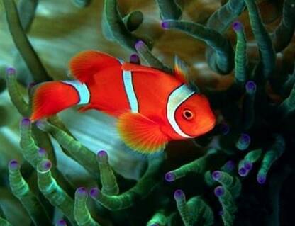透红小丑鱼怎么养 喜欢依偎在海葵中生活