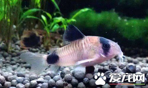 熊猫鼠繁殖 3天左右小鱼将孵化出来