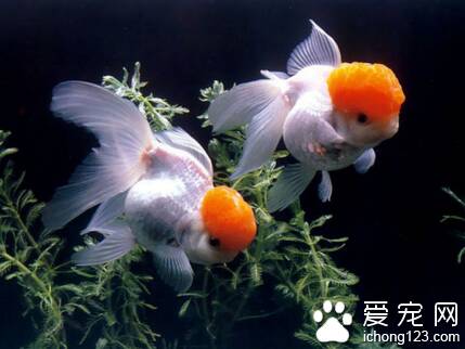 金鱼为什么会死 梅雨季节金鱼容易死亡