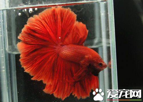 泰国斗鱼吃什么饲料 浮水性饲料比较好