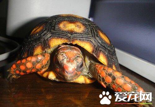 红腿陆龟养殖 红腿陆龟幼年的养殖方法