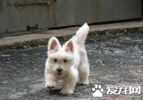 西施犬挨打后果 会对主人进行攻击