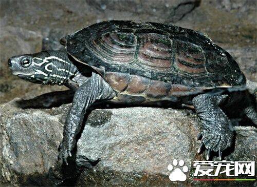 最大的中华草龟 中华草龟体长约在28cm左右