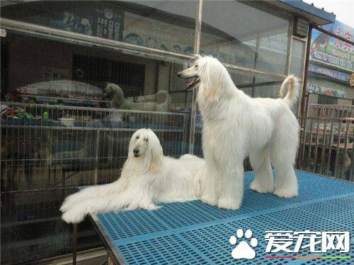 阿富汗猎犬是大型犬吗 最古老的猎犬犬种之一