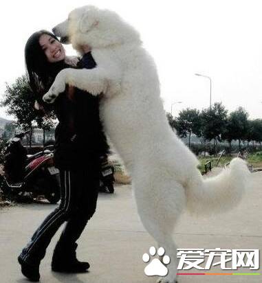 大白熊犬身高 大白熊公犬身高在69到81厘米