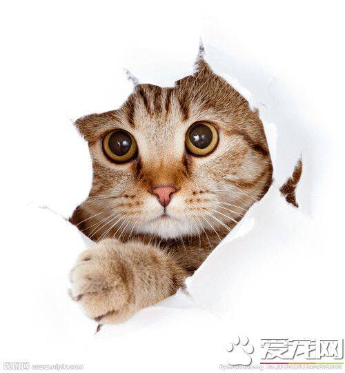 猫为什么萌 猫咪的性格赋予猫咪的天性