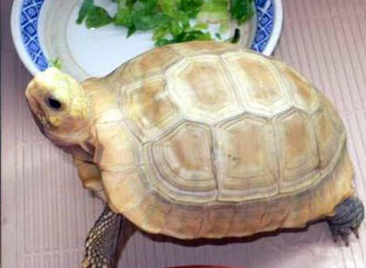 缅甸陆龟几天喂一次 每次投食不要太多