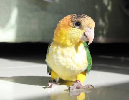 白腹凯克鹦鹉怎么养 该鸟喜欢洗澡玩水