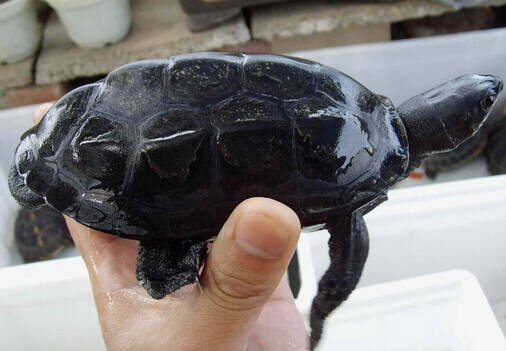 墨龟能长多大 黑色为激素后天刺激形成