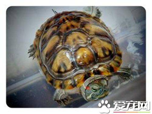 乌龟为什么寿命长 乌龟长寿的原因就是因为慢