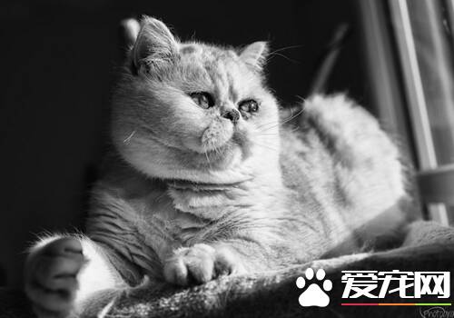 公猫与母猫的区别 公猫饲养会比较容易点