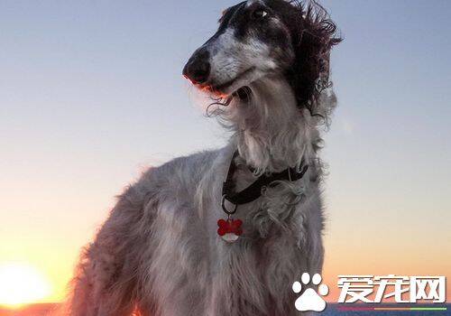 苏俄猎狼犬凶猛吗 不适合有小孩的家庭饲养