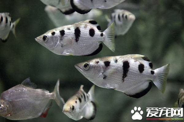 射水鱼饲养 水族箱空间要尽可能大一些