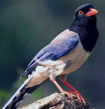红嘴蓝鹊怎么养 该鸟饲养方法及注意事项