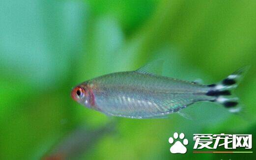 红鼻剪刀鱼吃什么 喜欢吃水面上的小昆虫