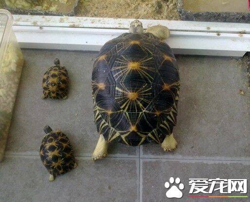 金头龟怎么养 金头龟是生长较慢的一种龟