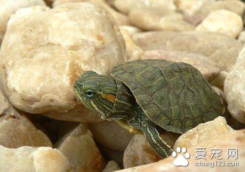 乌龟孵化温度 乌龟人工孵化需要注意的事项