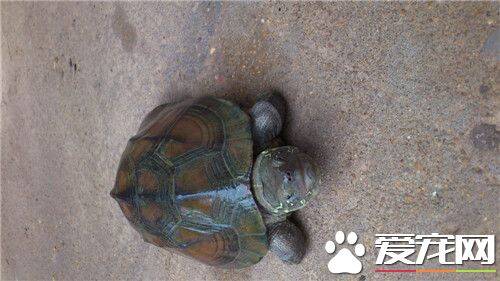 冬天如何饲养乌龟 乌龟冬眠什么时候开始