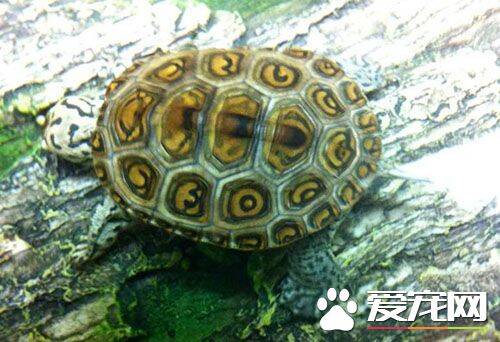 花钻龟好养吗 如何营造一个好的龟生活环境