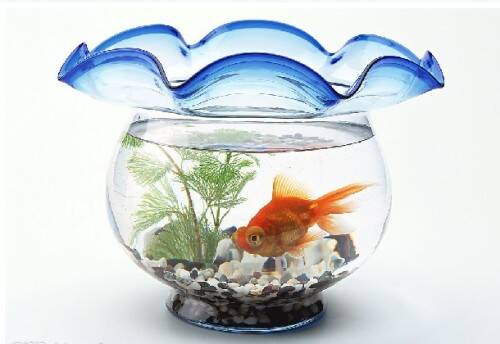 小鱼缸怎么养鱼 每天抽便添水注意水温