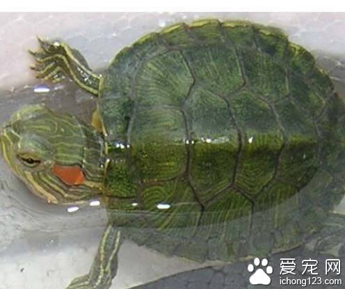 巴西龟冬眠吗  巴西龟冬眠应注意以下几点