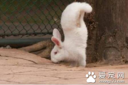 兔子繁殖要注意什么 兔子春天繁殖注意五点