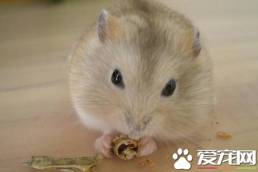 仓鼠喜欢吃什么 详解仓鼠喜欢吃的七类食物