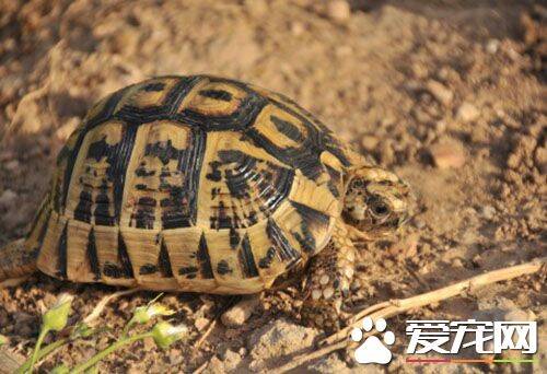 小旱龟怎么养 冬天要控制饲养环境温度