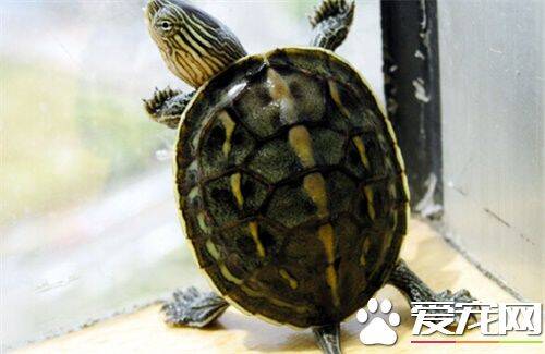 小珍珠龟怎么养 小珍珠龟饲养环境布置