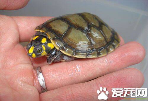 黄头龟怎么养 饲养黄头龟需注意换水的时间