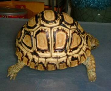 豹纹陆龟能长多大 体长可达到46厘米