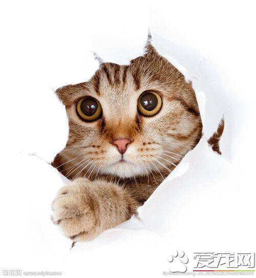 猫有问题怎么办 猫有问题的三种主要原因