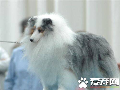 喜乐蒂牧羊犬能长多大 肩高约为13到16英寸