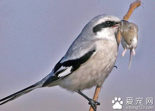 伯劳鸟吃什么 主要食物以昆虫和害虫为主