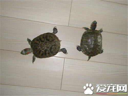 乌龟是怎么交配的 提高母龟受精率的方法