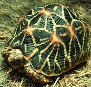 印度星龟好养吗 龟的消化是比较慢的