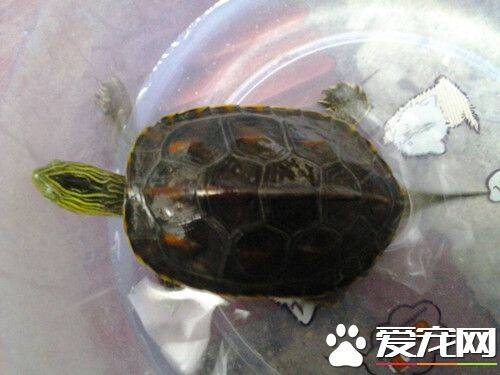 中华花龟的室内饲养 以动物性饵料为主