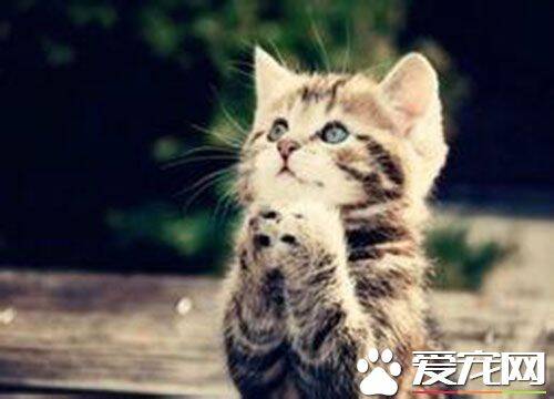 猫一年发情几次 母猫什么季节发情