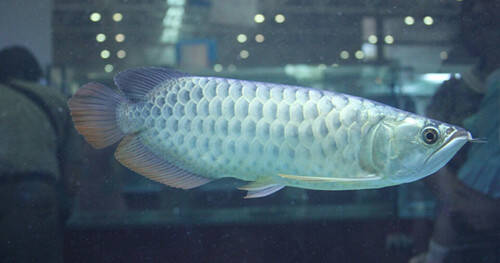 银龙鱼爱吃什么 银龙鱼多数喜食面包虫