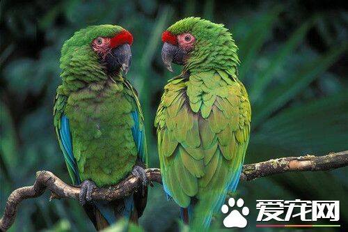 军舰金刚鹦鹉的饲养 定期提供新鲜树枝或玩具