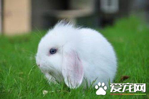 如何分辨垂耳兔 迷你垂耳兔的体型更小